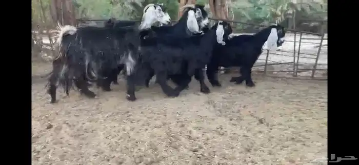 للبيع 5 معزا بفحلها 7