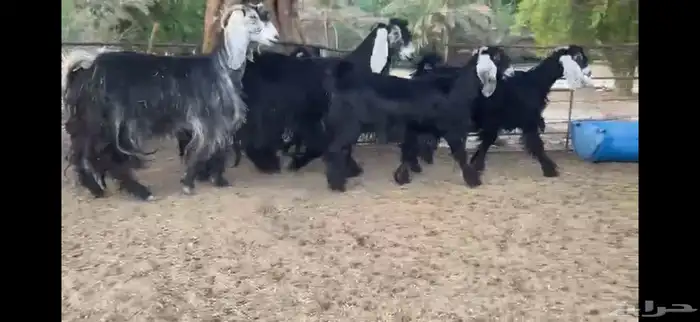 للبيع 5 معزا بفحلها 6
