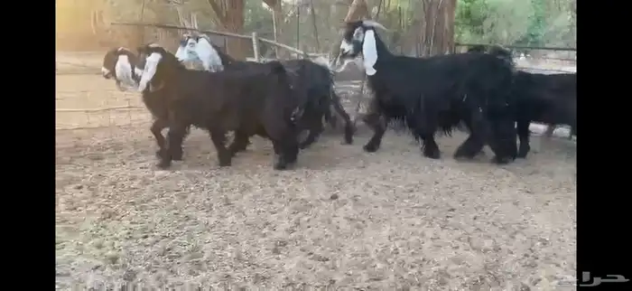 للبيع 5 معزا بفحلها 10