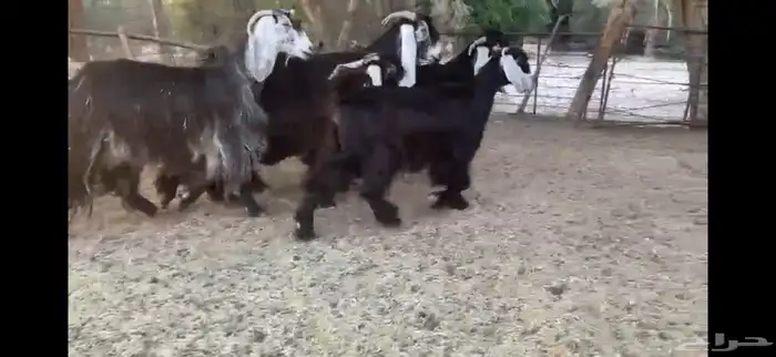 للبيع 5 معزا بفحلها 14