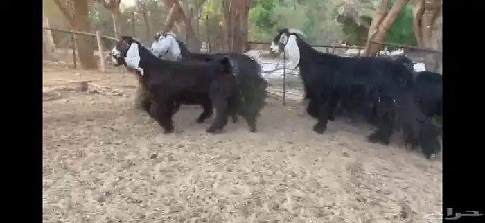 للبيع 5 معزا بفحلها 11