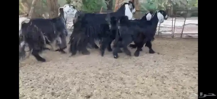 للبيع 5 معزا بفحلها 13
