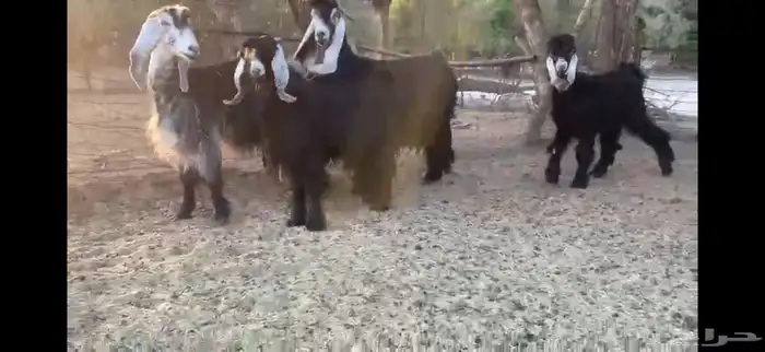 للبيع 5 معزا بفحلها 15