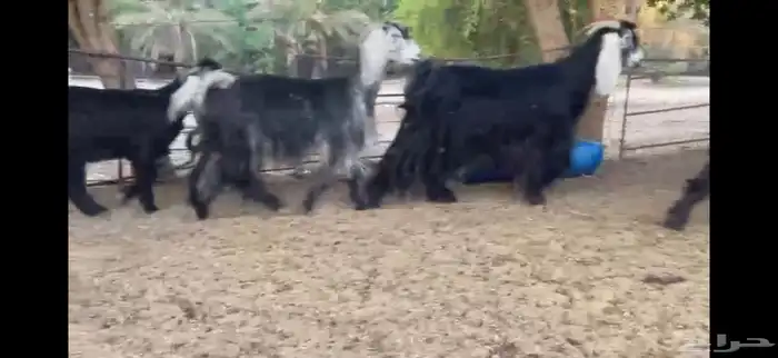 للبيع 5 معزا بفحلها 4
