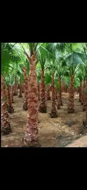 شبوك ونخل اسعارمناسبه لتواصل 7