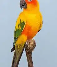 فروخ صن كنيور بي 700 للفرخ 0