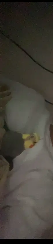 عصفور كروان للبيع متكلم عنده كلمتين و اغنيه وموجود مقاطع 0