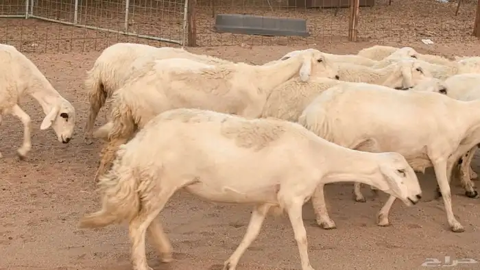 غنم رخال جدعات وثنايا مقاني صغار سن ضان مقاني مراح 38