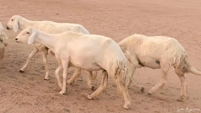 غنم رخال جدعات وثنايا مقاني صغار سن ضان مقاني مراح 30