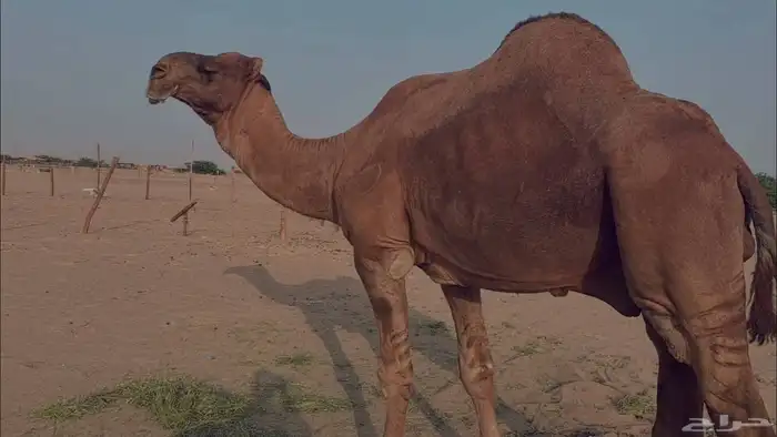 بعير فحل كفو منتج احمر دم مشروط 22