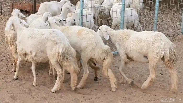 غنم رخال جدعات وثنايا مقاني صغار سن ضان مقاني مراح 6