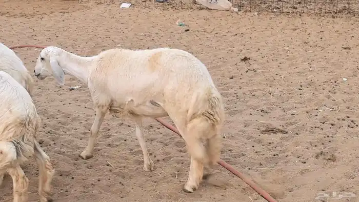 غنم رخال جدعات وثنايا مقاني صغار سن ضان مقاني مراح 5