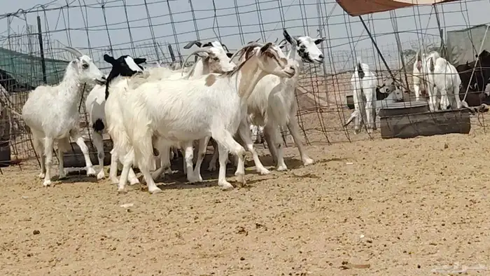 معزه مصريات للبيع العدد 9 روس 1