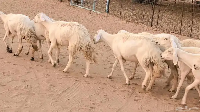 غنم رخال جدعات وثنايا مقاني صغار سن ضان مقاني مراح 31