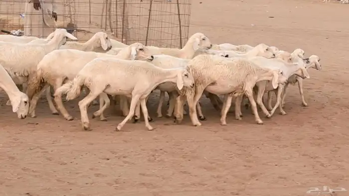 غنم رخال جدعات وثنايا مقاني صغار سن ضان مقاني مراح 42