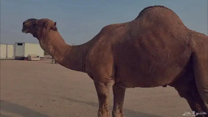 بعير فحل كفو منتج احمر دم مشروط 18