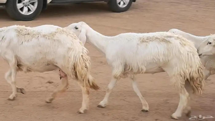 غنم رخال جدعات وثنايا مقاني صغار سن ضان مقاني مراح 3