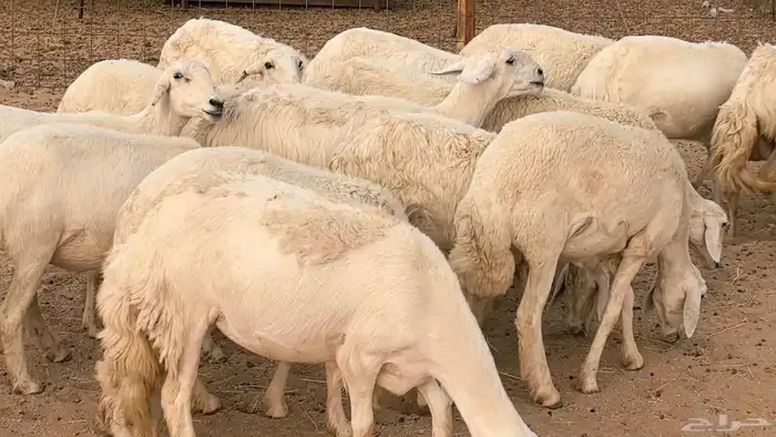 غنم رخال جدعات وثنايا مقاني صغار سن ضان مقاني مراح 17