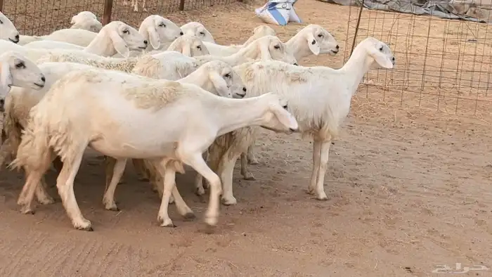 غنم رخال جدعات وثنايا مقاني صغار سن ضان مقاني مراح 7