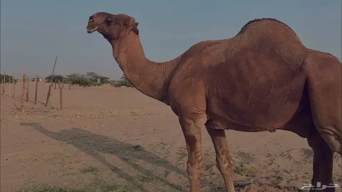 بعير فحل كفو منتج احمر دم مشروط 24