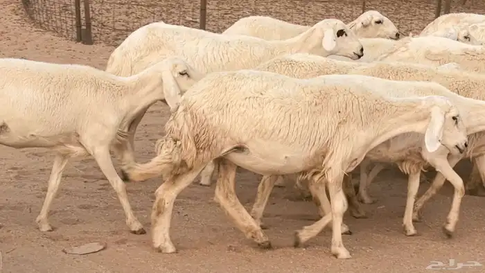 غنم رخال جدعات وثنايا مقاني صغار سن ضان مقاني مراح 14