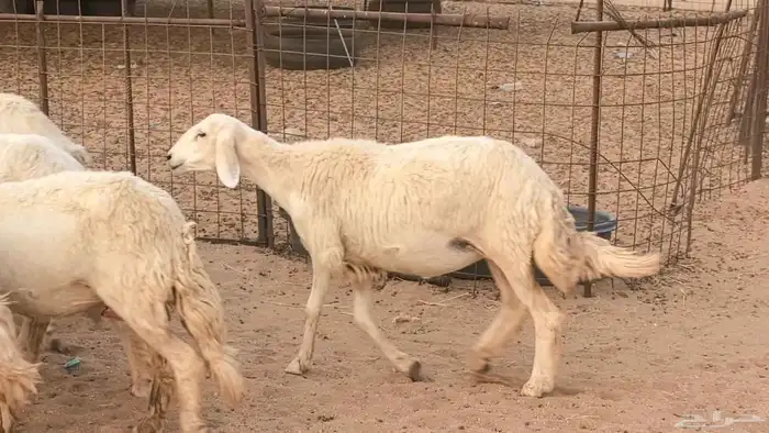 غنم رخال جدعات وثنايا مقاني صغار سن ضان مقاني مراح 16