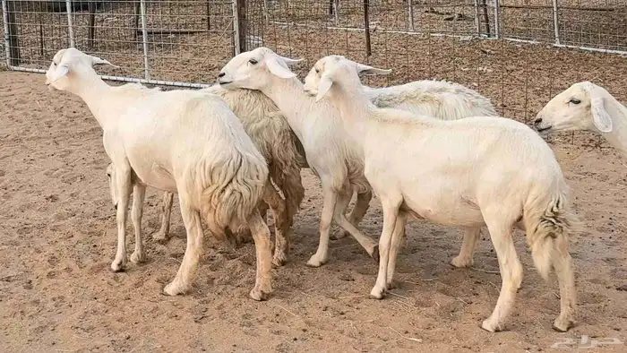 غنم رخال جدعات وثنايا مقاني صغار سن ضان مقاني مراح 22