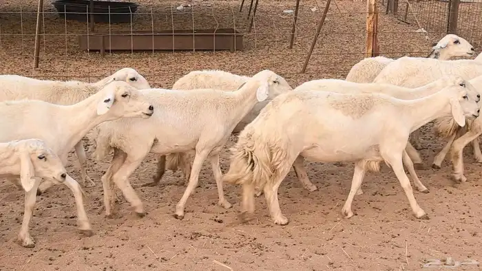 غنم رخال جدعات وثنايا مقاني صغار سن ضان مقاني مراح 10