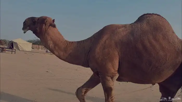 بعير فحل كفو منتج احمر دم مشروط 25