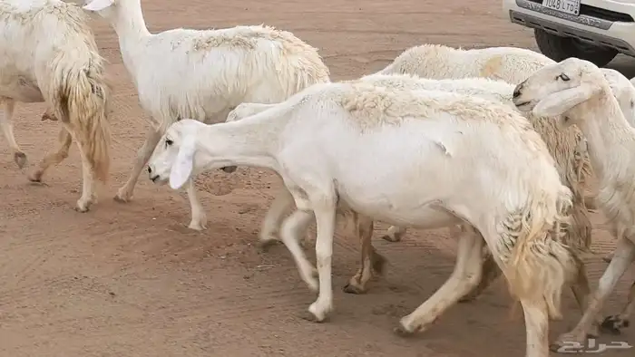 غنم رخال جدعات وثنايا مقاني صغار سن ضان مقاني مراح 1