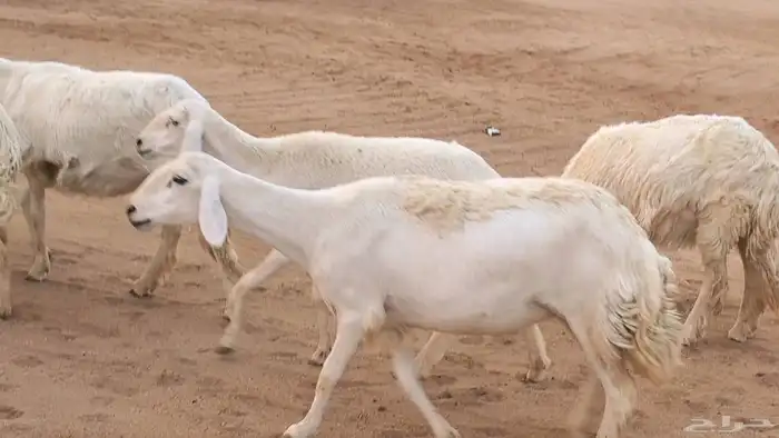 غنم رخال جدعات وثنايا مقاني صغار سن ضان مقاني مراح 2