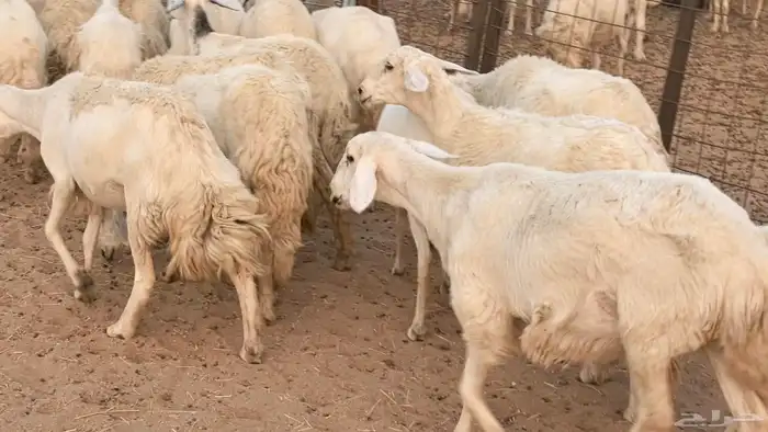 غنم رخال جدعات وثنايا مقاني صغار سن ضان مقاني مراح 35
