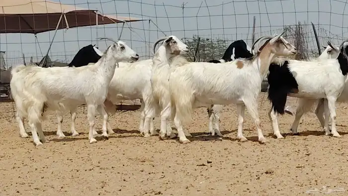 معزه مصريات للبيع العدد 9 روس 6