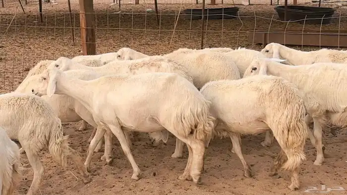 غنم رخال جدعات وثنايا مقاني صغار سن ضان مقاني مراح 23