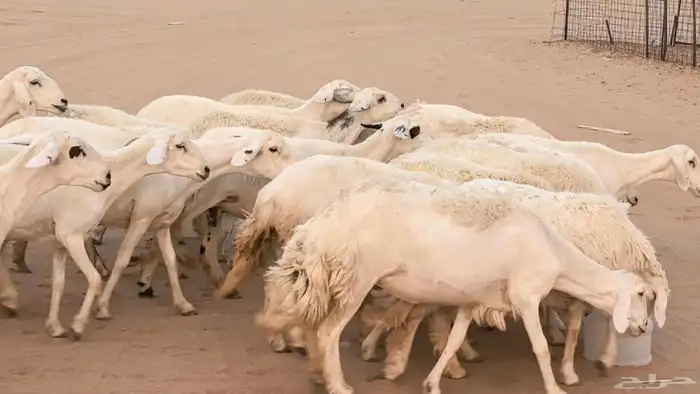 غنم رخال جدعات وثنايا مقاني صغار سن ضان مقاني مراح 43