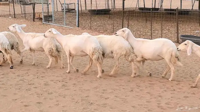 غنم رخال جدعات وثنايا مقاني صغار سن ضان مقاني مراح 41