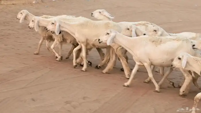 غنم رخال جدعات وثنايا مقاني صغار سن ضان مقاني مراح 44