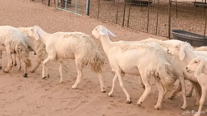 غنم رخال جدعات وثنايا مقاني صغار سن ضان مقاني مراح 32