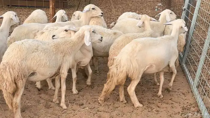 غنم رخال جدعات وثنايا مقاني صغار سن ضان مقاني مراح 28