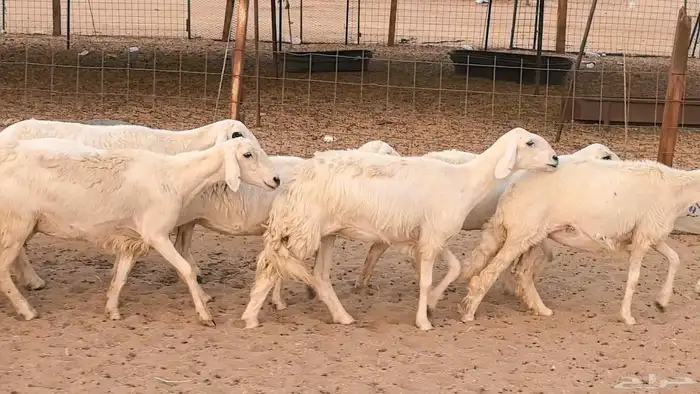 غنم رخال جدعات وثنايا مقاني صغار سن ضان مقاني مراح 13