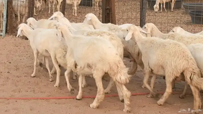 غنم رخال جدعات وثنايا مقاني صغار سن ضان مقاني مراح 36