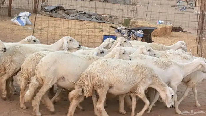 غنم رخال جدعات وثنايا مقاني صغار سن ضان مقاني مراح 8