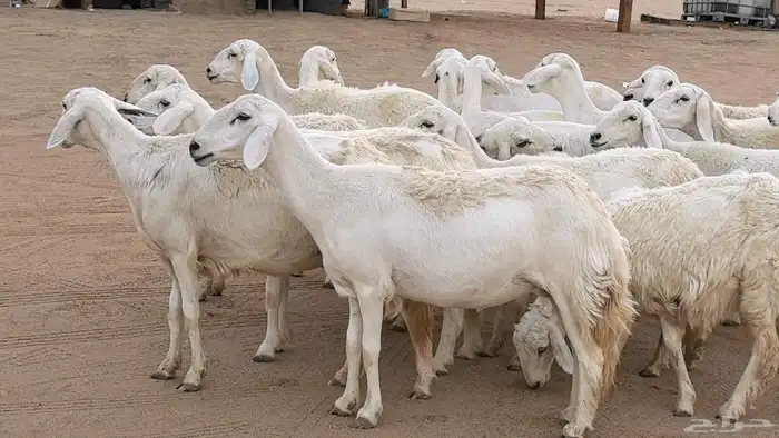 غنم رخال جدعات وثنايا مقاني صغار سن ضان مقاني مراح 0