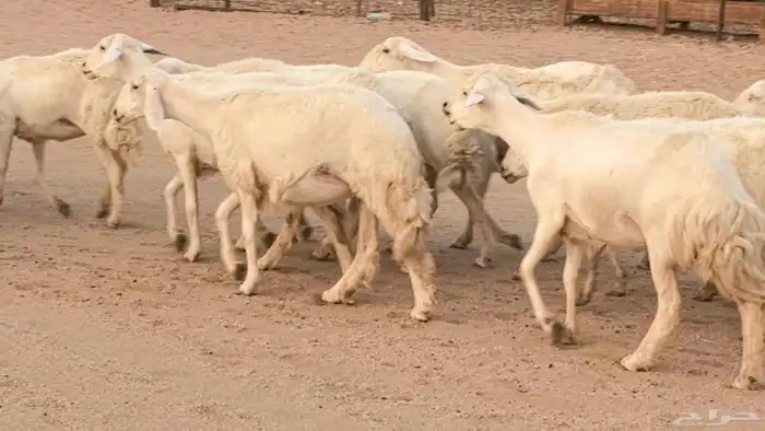 غنم رخال جدعات وثنايا مقاني صغار سن ضان مقاني مراح 15