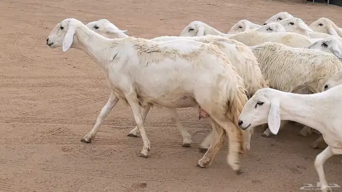 غنم رخال جدعات وثنايا مقاني صغار سن ضان مقاني مراح 4