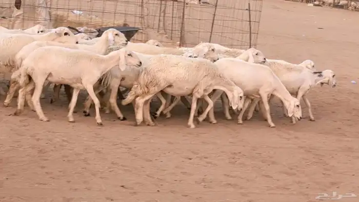 غنم رخال جدعات وثنايا مقاني صغار سن ضان مقاني مراح 45