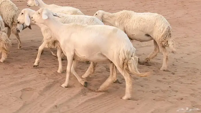 غنم رخال جدعات وثنايا مقاني صغار سن ضان مقاني مراح 40