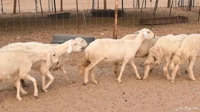 غنم رخال جدعات وثنايا مقاني صغار سن ضان مقاني مراح 11