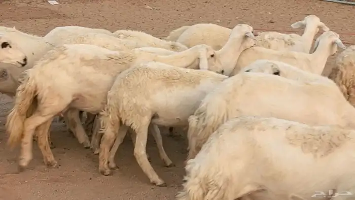 غنم رخال جدعات وثنايا مقاني صغار سن ضان مقاني مراح 37