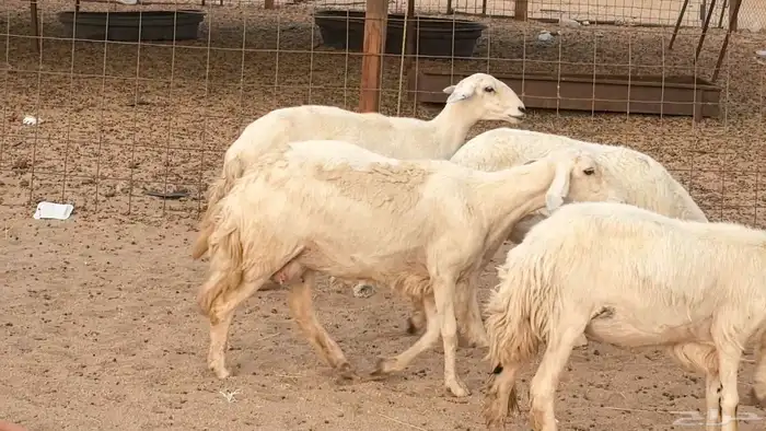 غنم رخال جدعات وثنايا مقاني صغار سن ضان مقاني مراح 25